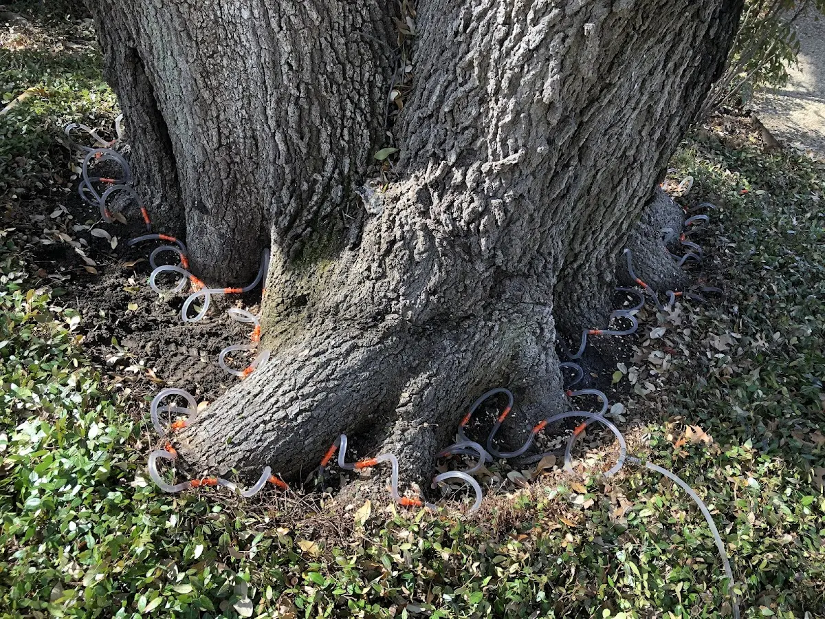 Detailed Shrub and Hedge Trimming job site in Krum